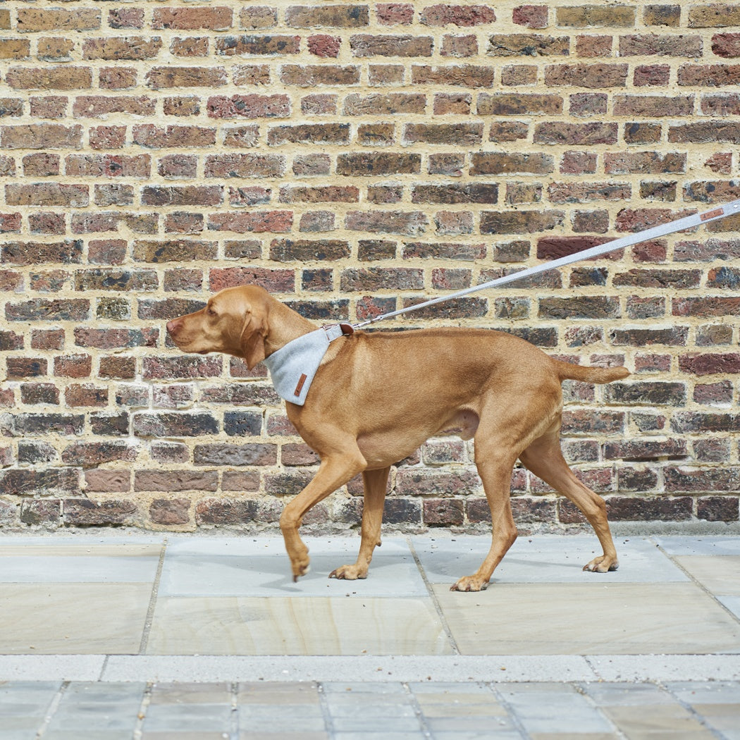 Sweet William Tweed Dog Lead