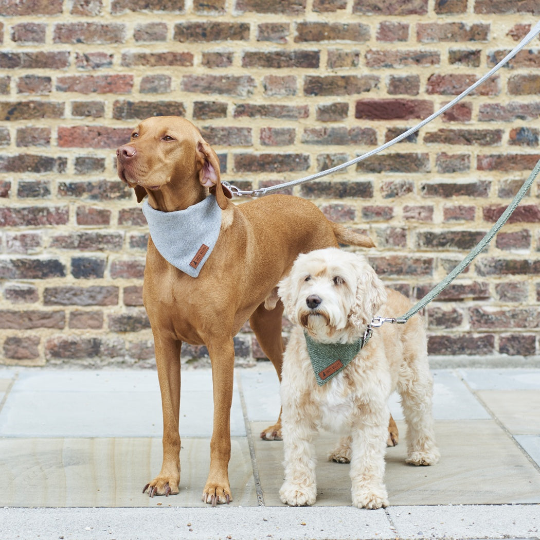 Sweet William Tweed Dog Lead