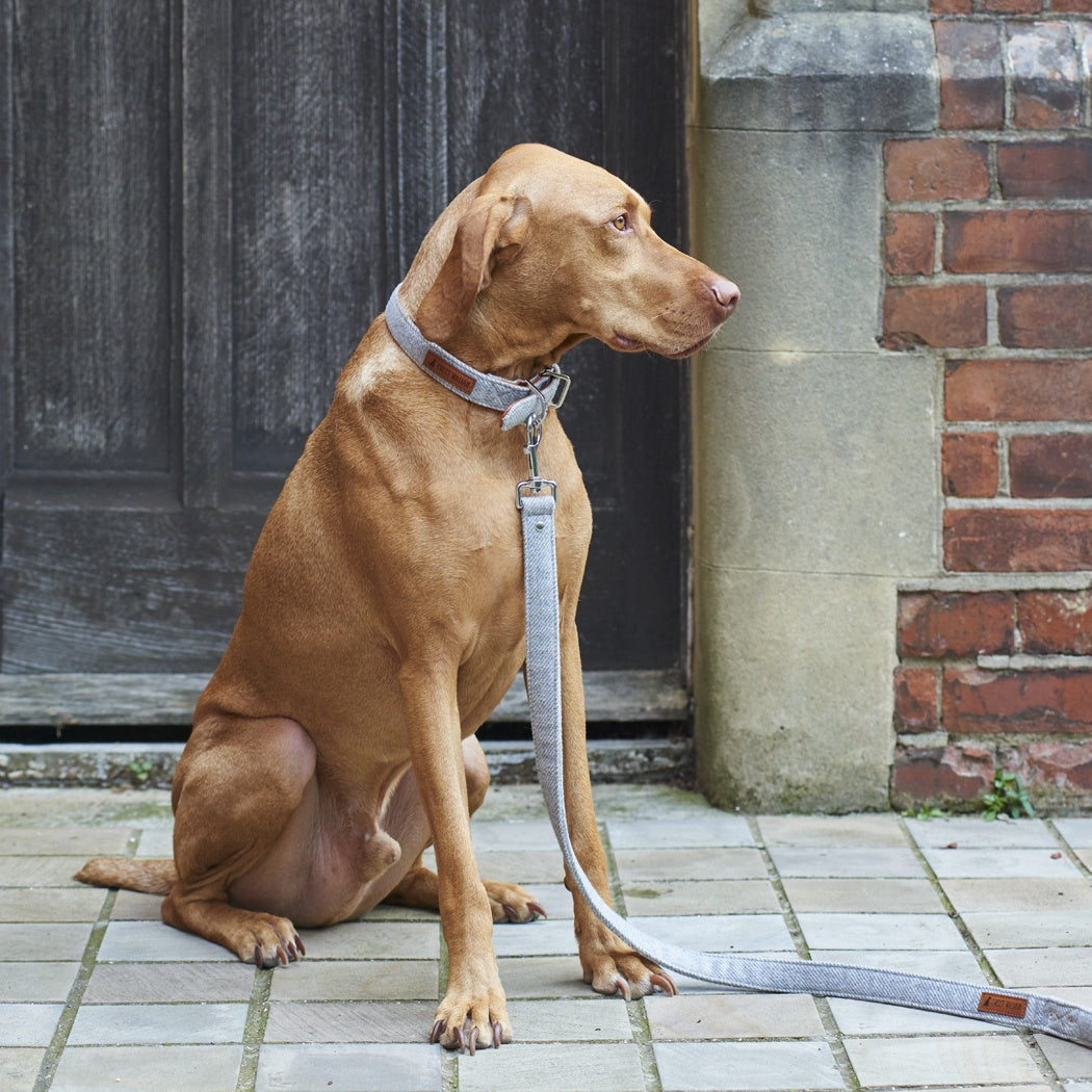 Sweet William Tweed Dog Lead