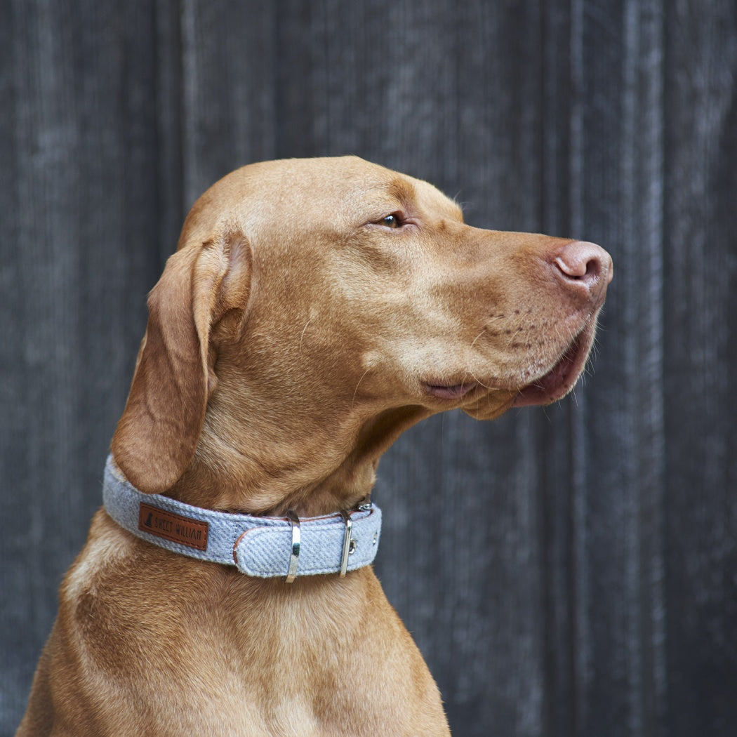 Sweet William Tweed Dog Collar - Small