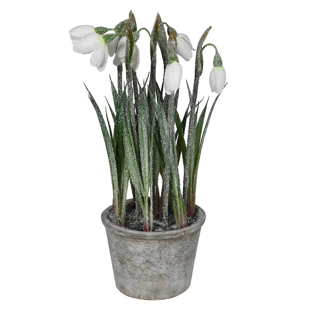 Frosted Snowdrop Plant in Grey Pot