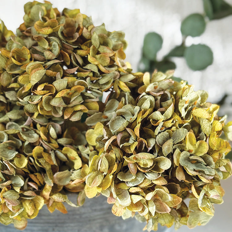 Green Hydrangea Stem