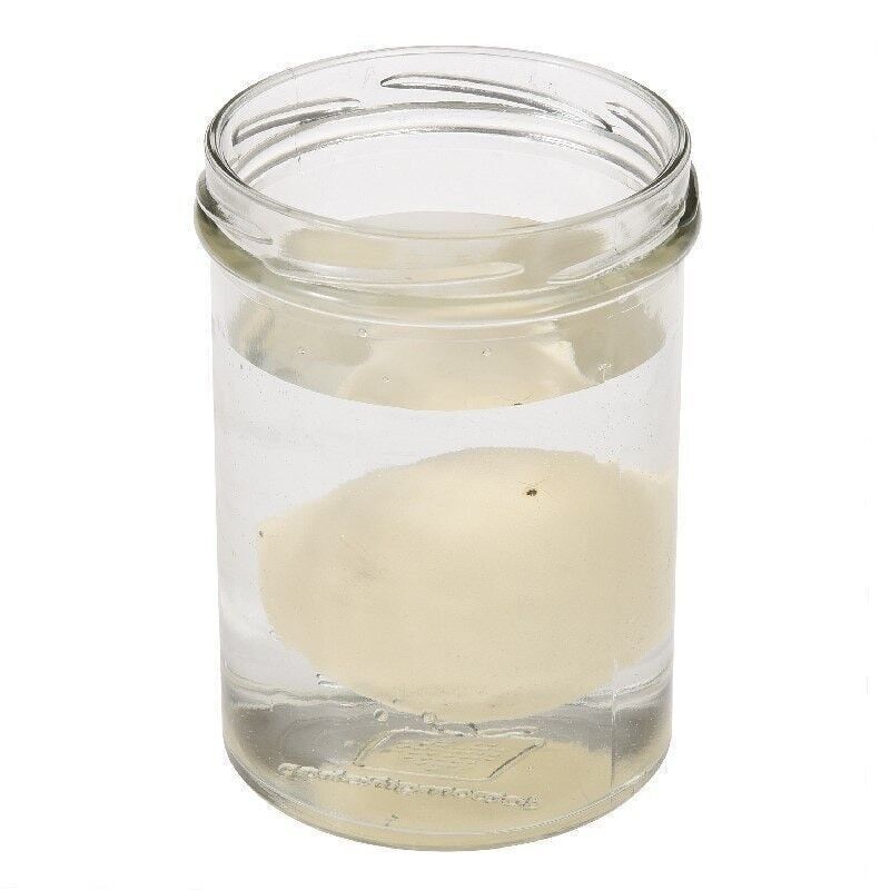 Hatch Your Own Dinosaur Egg