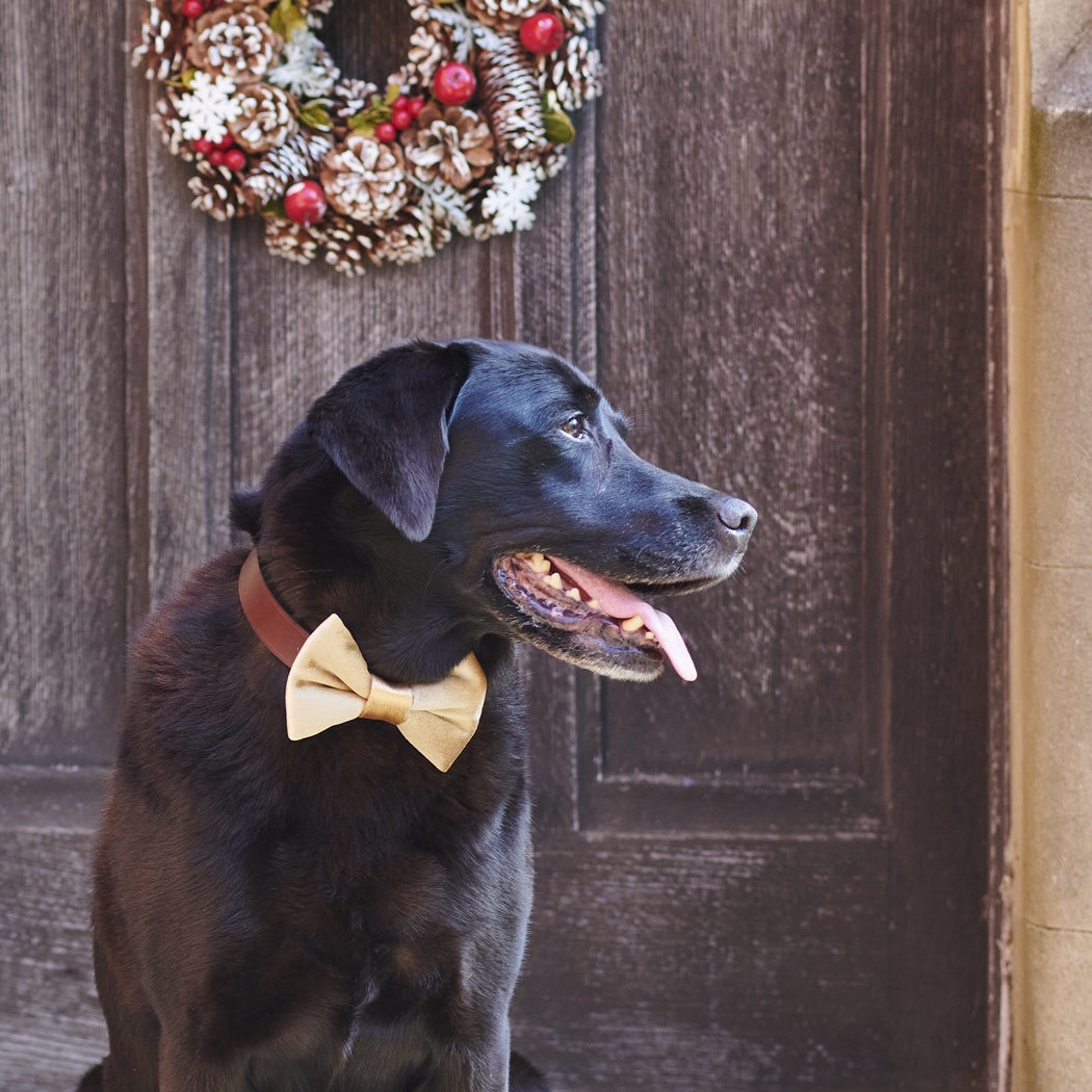 Velvet Christmas Bow Tie - Gold