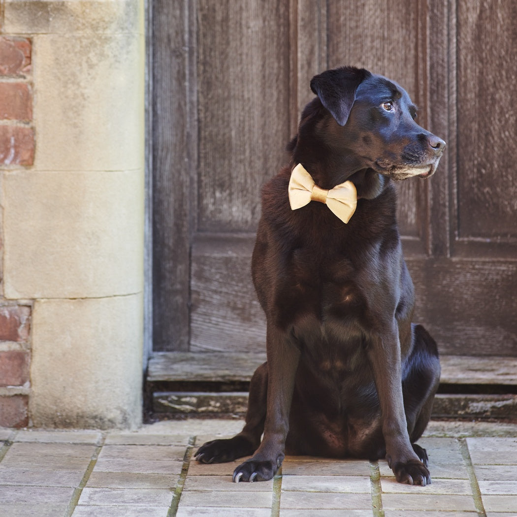 Velvet Christmas Bow Tie - Gold