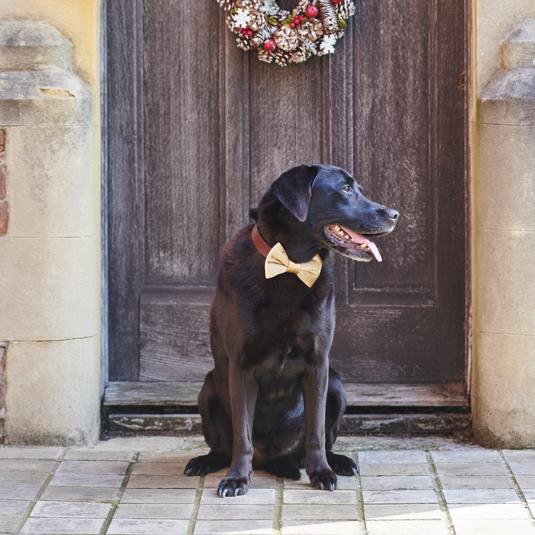 Velvet Christmas Bow Tie - Gold