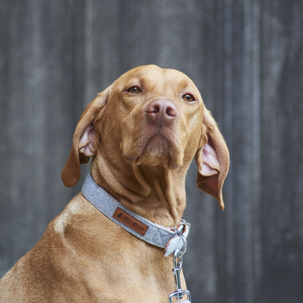 Sweet William Tweed Dog Collar - Medium