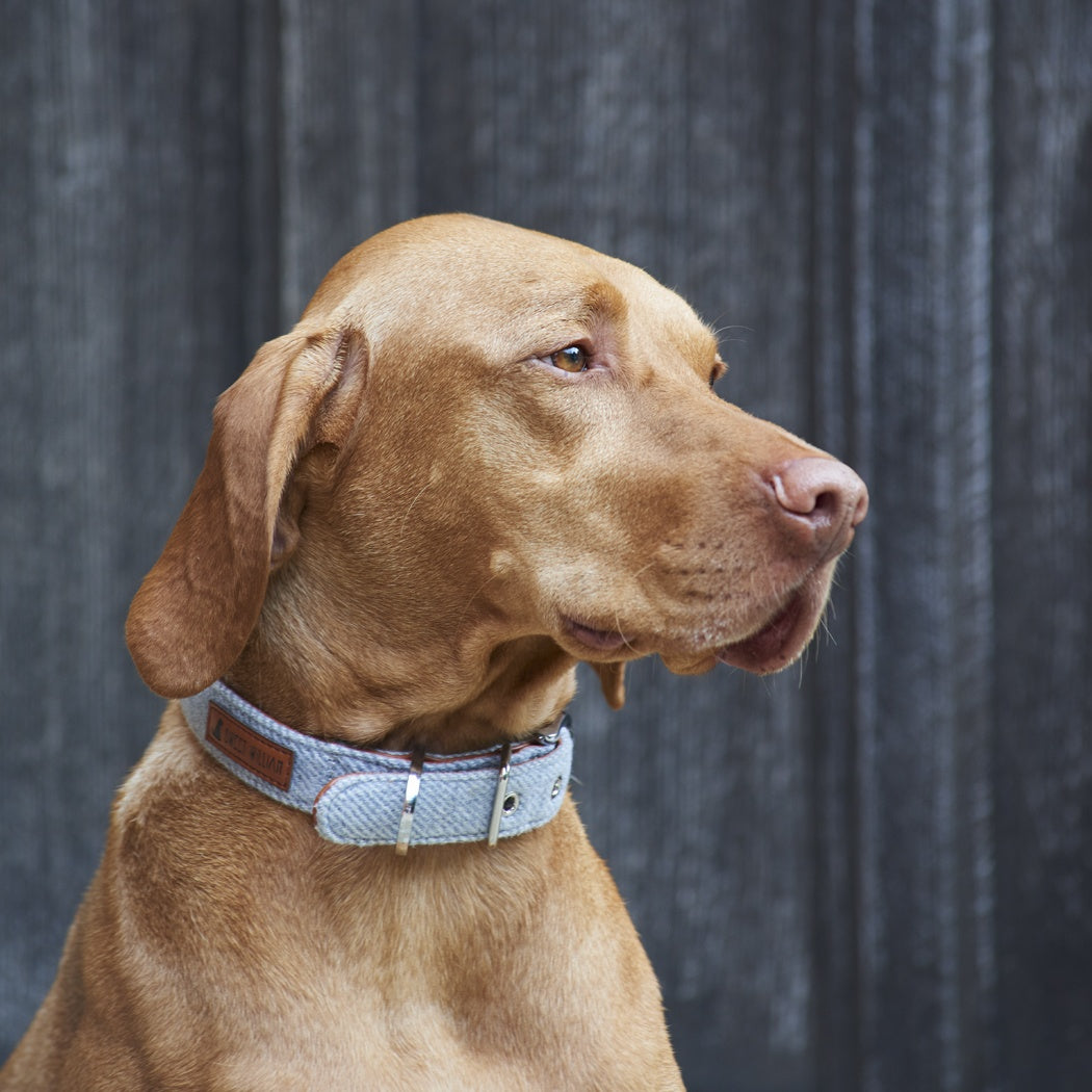 Sweet William Tweed Dog Collar - Small