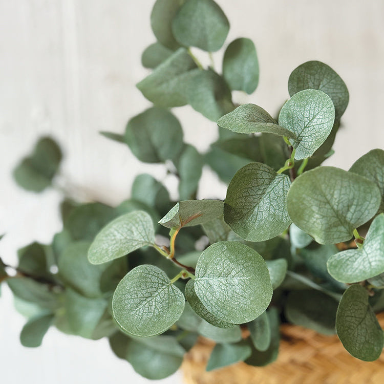 Green Eucalyptus Spray Stem