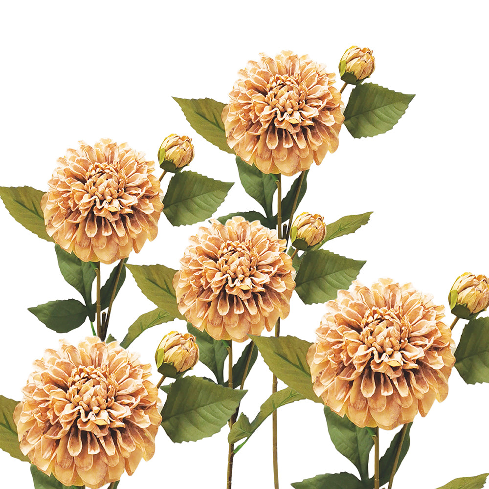 Chocolate Dahlia Stem